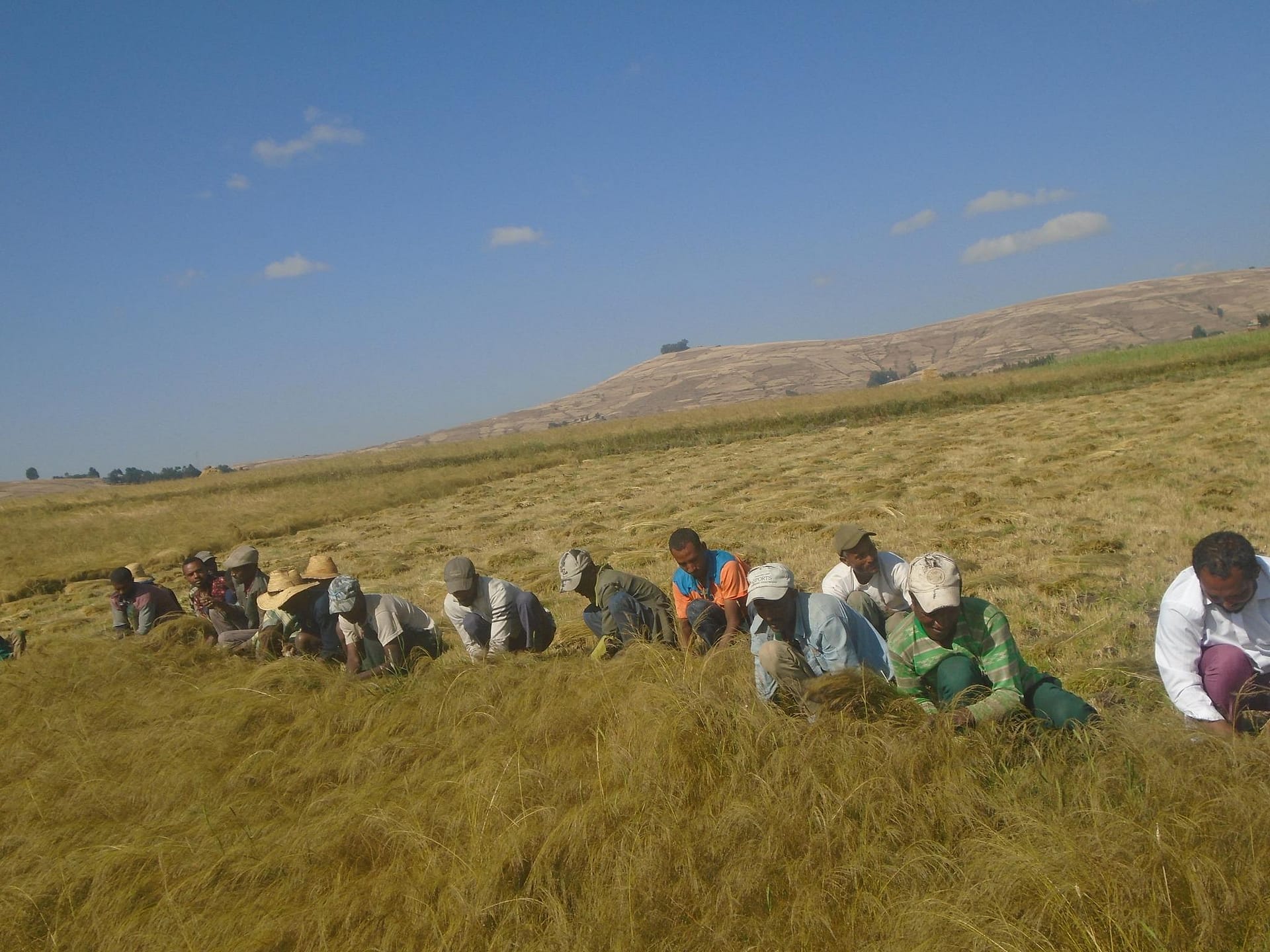  harvesting crops