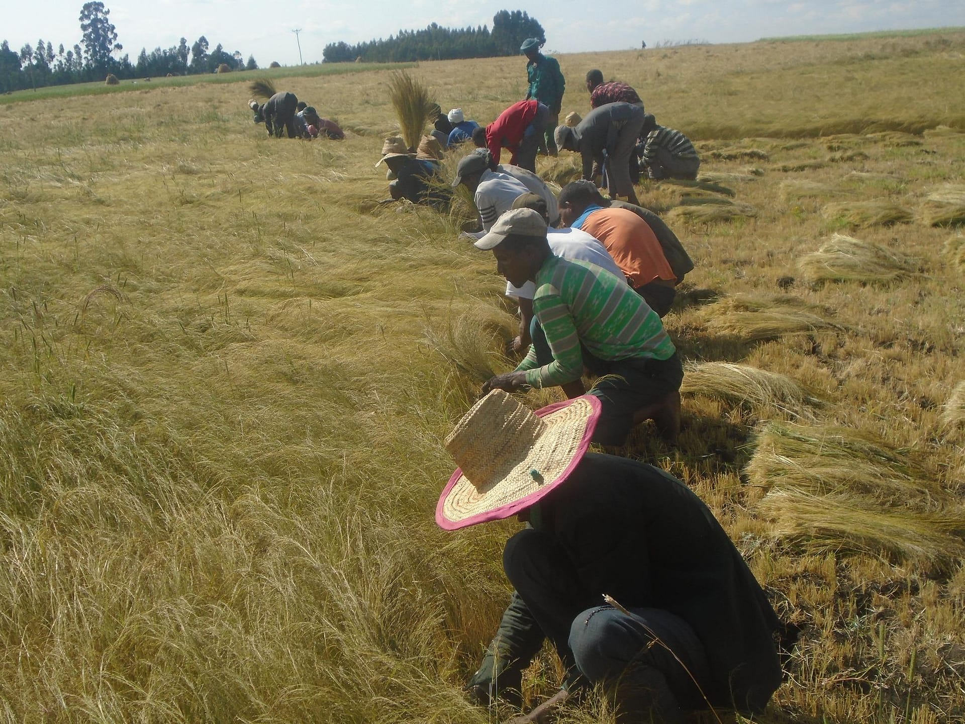  harvesting crops